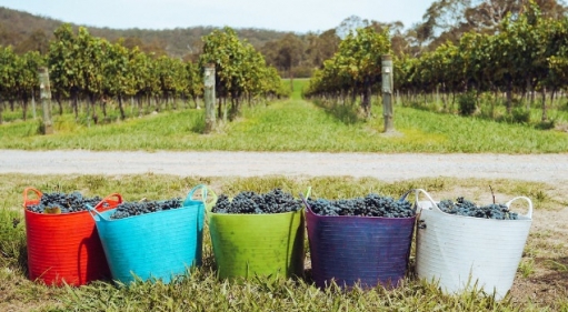 Vendange, étape cruciale pour le vin !